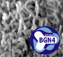 Bifidobacterium Bifidum BGN4